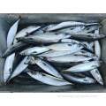 Seafrozen Scomber Japonicus Mackerel Fish en stock